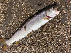 アメマスの釣果