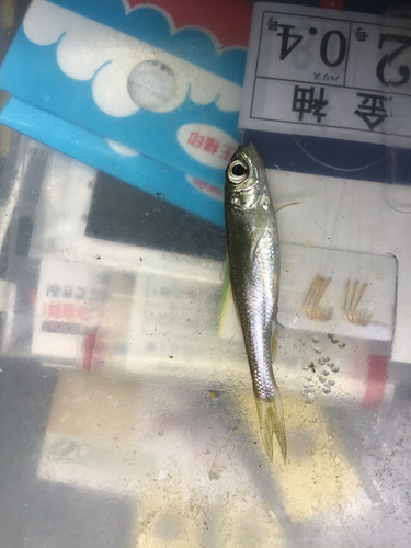 カワムツの釣果