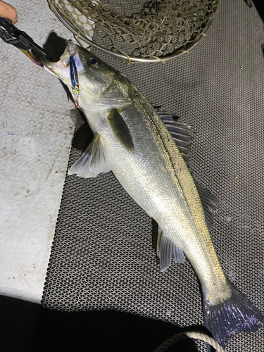 シーバスの釣果