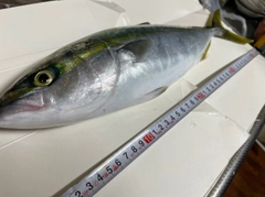 ハマチの釣果