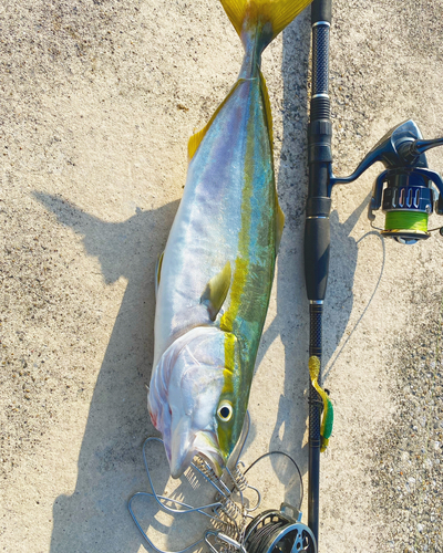 イナダの釣果