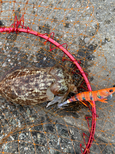 コウイカの釣果