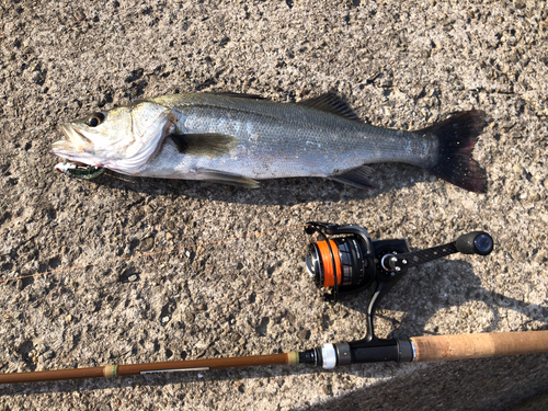 マルスズキの釣果