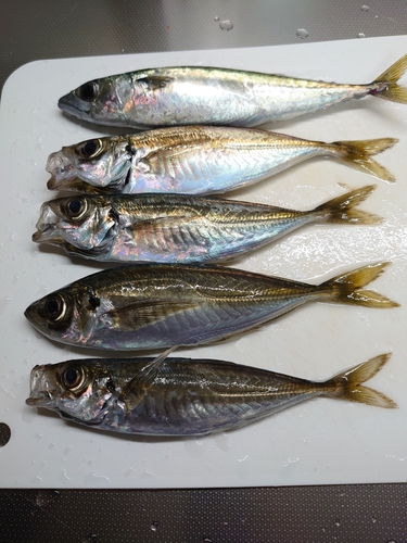 アジの釣果