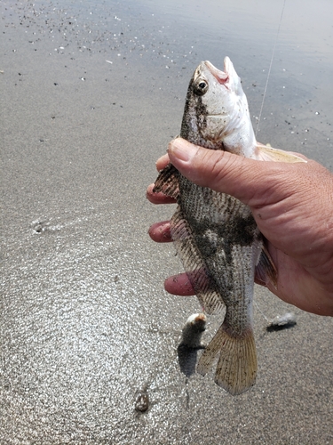 イシモチの釣果