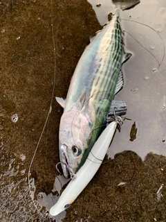 ハガツオの釣果