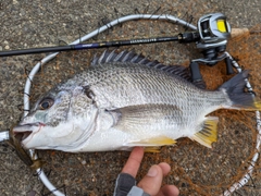 キビレの釣果