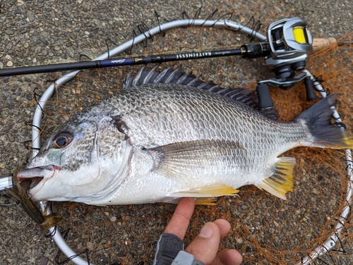 キビレの釣果