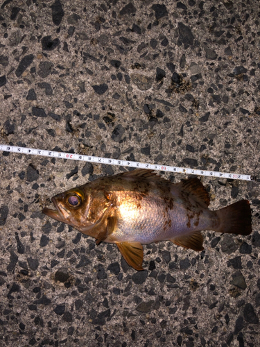 シロメバルの釣果