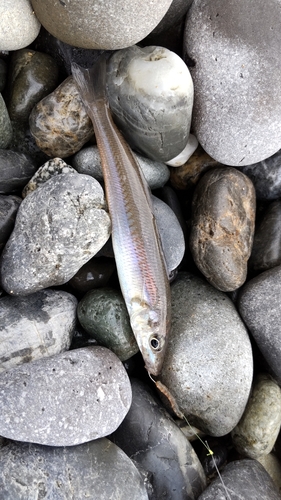 キスの釣果