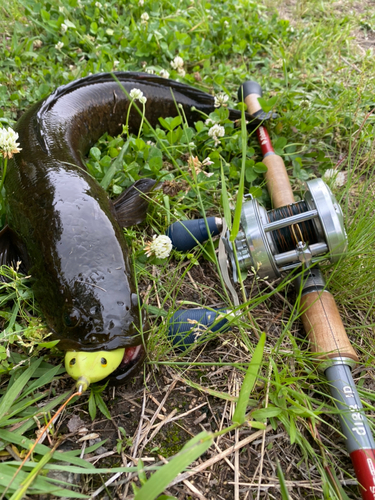 ライギョの釣果