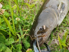 ナマズの釣果