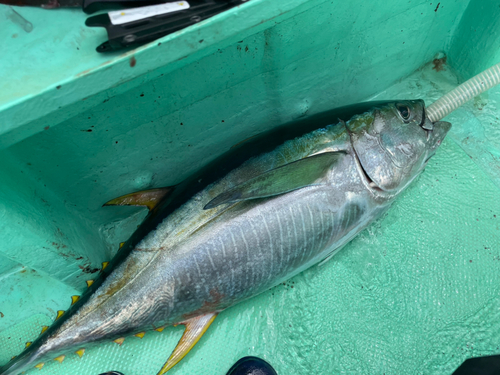 キハダマグロの釣果