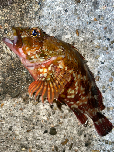 カサゴの釣果