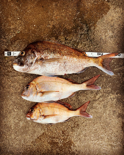 タイの釣果