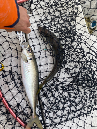 マアジの釣果