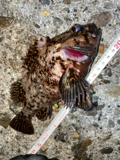 オウゴンムラソイの釣果