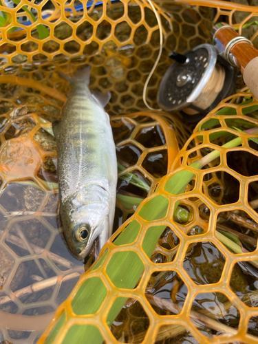 ヤマメの釣果