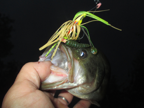 ラージマウスバスの釣果