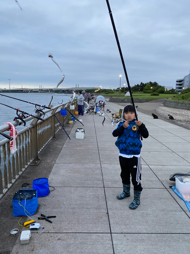 カタクチイワシの釣果