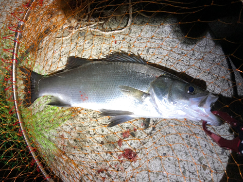 ヒラスズキの釣果