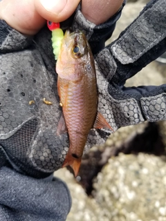 クロホシイシモチの釣果