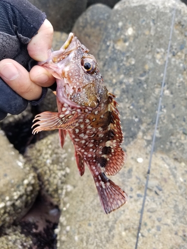 カサゴの釣果