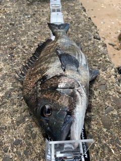 チヌの釣果