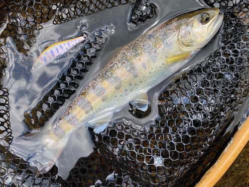 アマゴの釣果