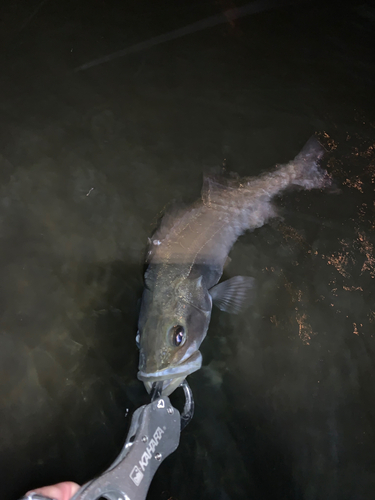 セイゴ（マルスズキ）の釣果