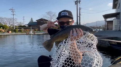 ブラウントラウトの釣果