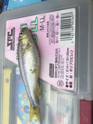 カワムツの釣果