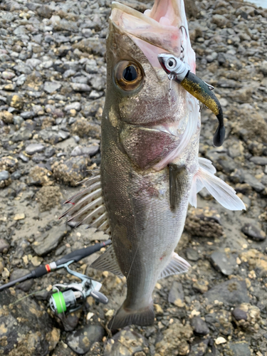 セイゴ（マルスズキ）の釣果