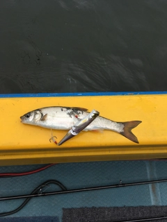 ウグイの釣果