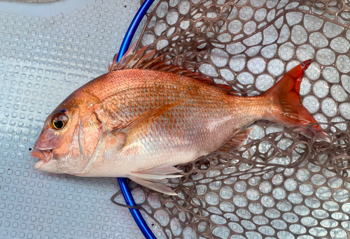 マダイの釣果