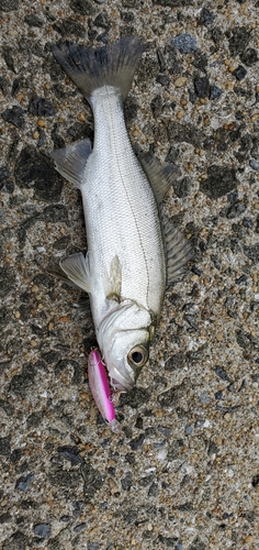 フッコ（マルスズキ）の釣果