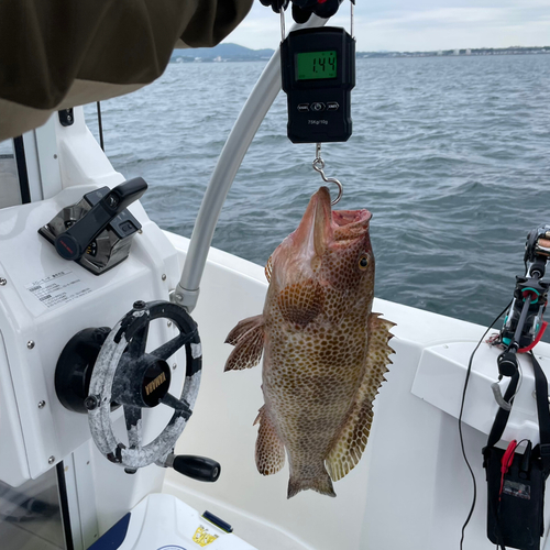 オオモンハタの釣果