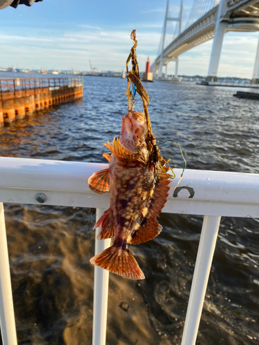 ガシラの釣果