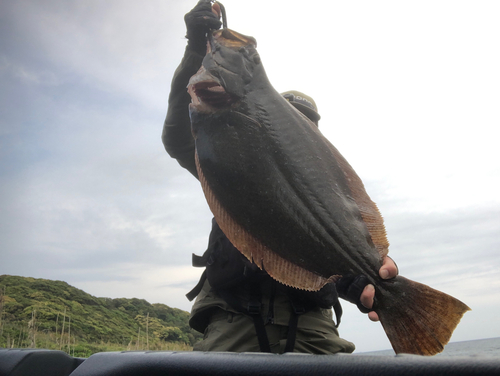 ヒラメの釣果