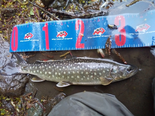 アメマスの釣果