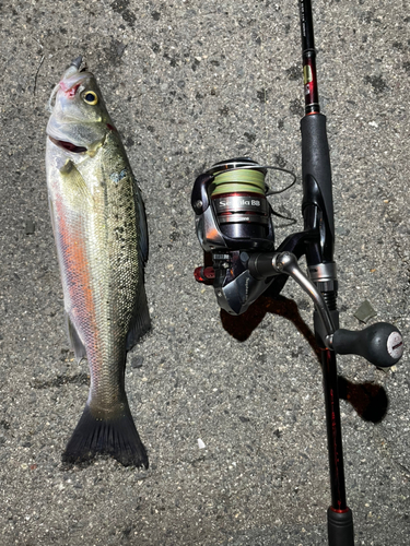 セイゴ（マルスズキ）の釣果