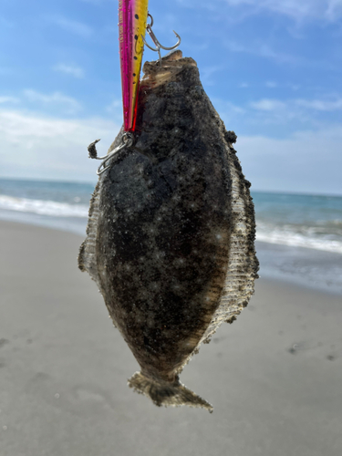 ソゲの釣果