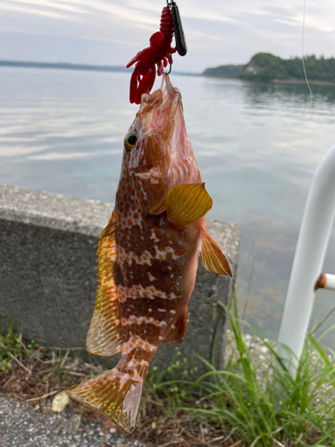 キジハタの釣果