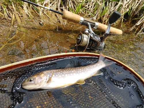 エゾイワナの釣果