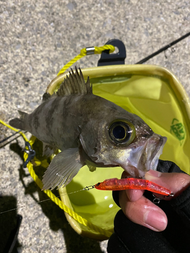 メバルの釣果