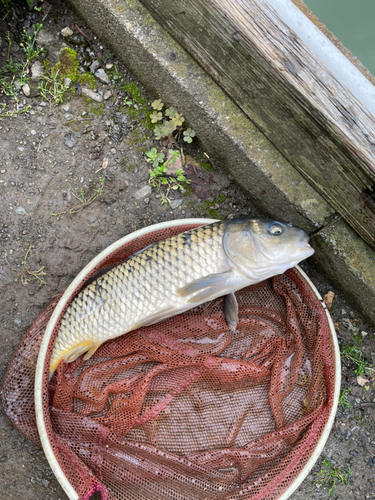 フナの釣果