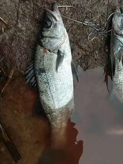 ヒラスズキの釣果