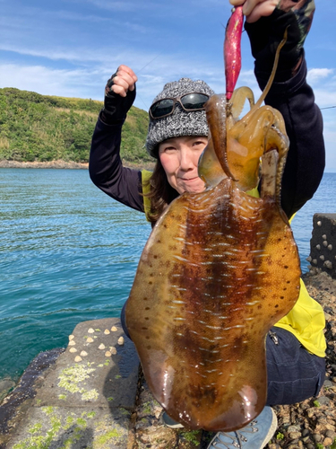 アオリイカの釣果