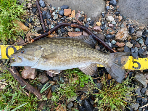 スモールマウスバスの釣果