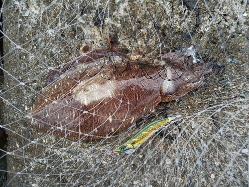 モンゴウイカの釣果